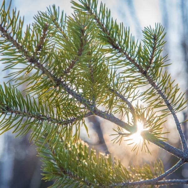 Vesiä, valoja ja kissa&nbsp;puussa