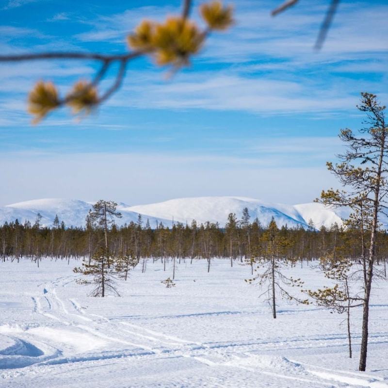 Pallas kevätauringossa