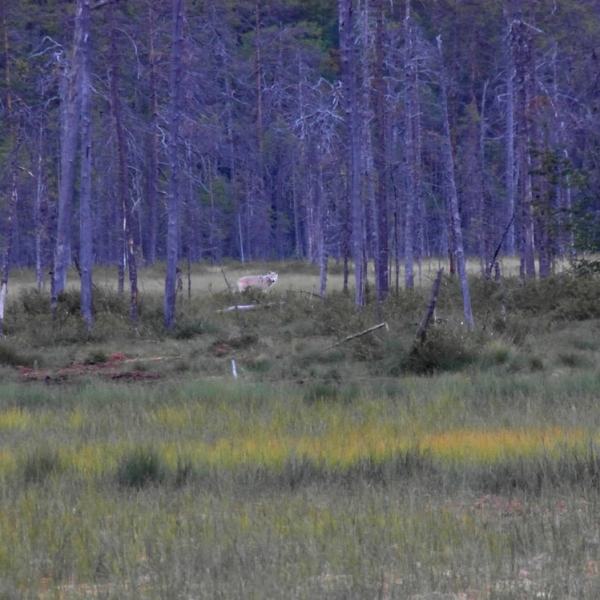 Karhuja ja susia villissä&nbsp;luonnossa