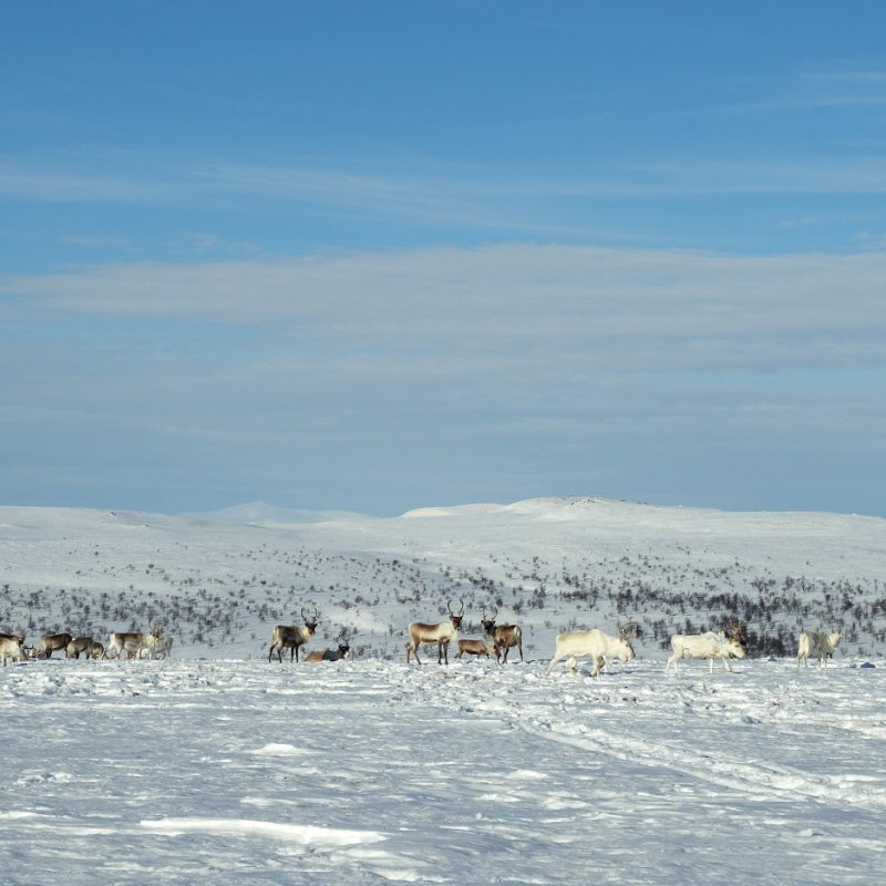 Vieraat tulivat ja&nbsp;menivät