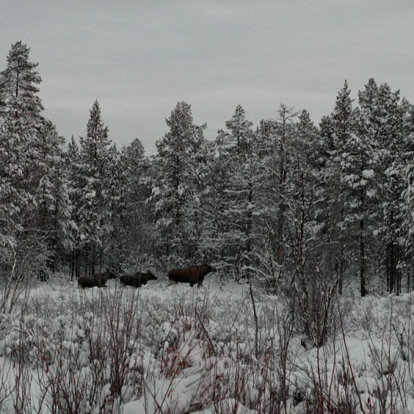 Hirviä aamuhämärässä