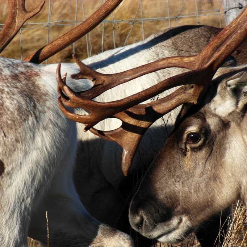 Poroja katsomassa ja&nbsp;Kevolla