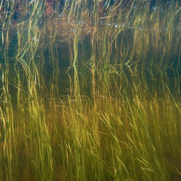 Valokuvaaminen veden alla