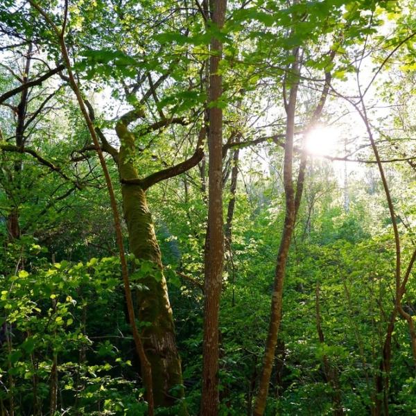 Viidakossa Vaisakossa