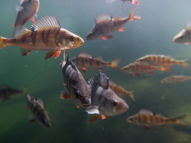 Miniloma Suomussalmella