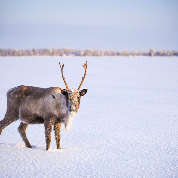 Talvipäivä Vaalajärvellä