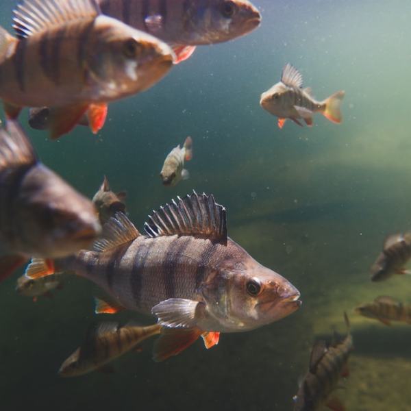 Viime kesän parhaat&nbsp;kalakohtaamiset