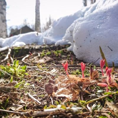 Kevään merkkejä, viimeinkin!