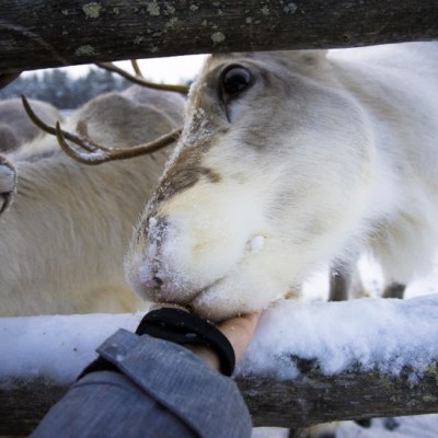 Poroja katsomassa Luostolla