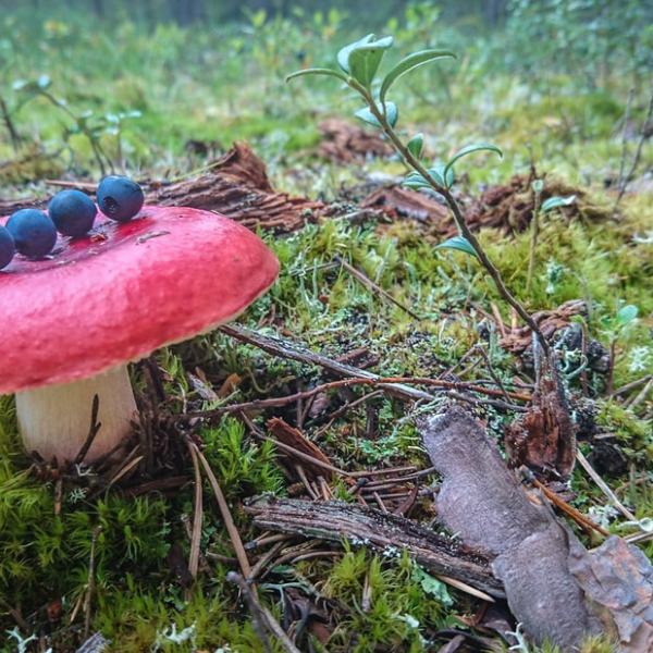 Ajatuksia metsäretkellä