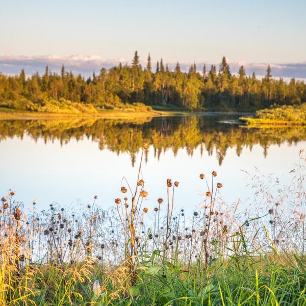 Iltakävelyllä pihamaalla
