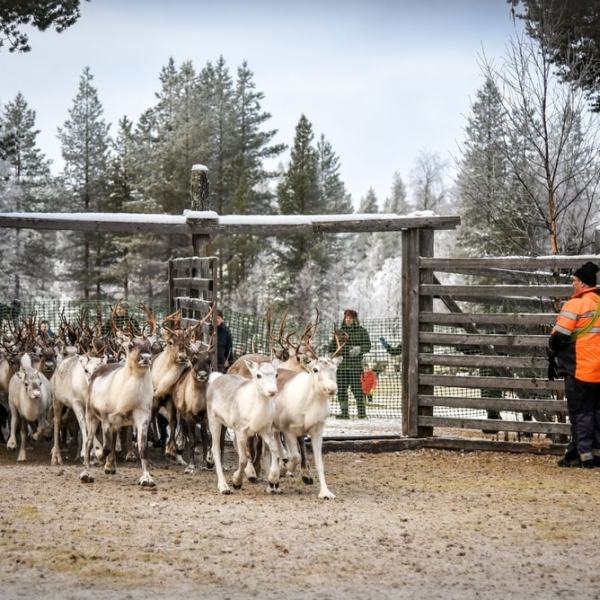 Tuhannen poron erotuksissa