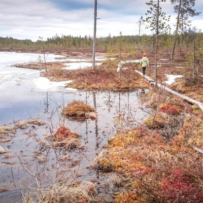 Sarvilampien yllätys