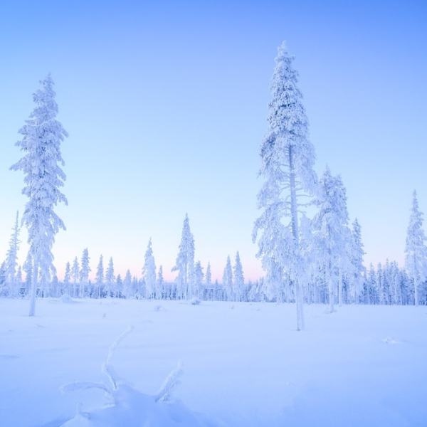 Jouluretki ja aaton&nbsp;vieras