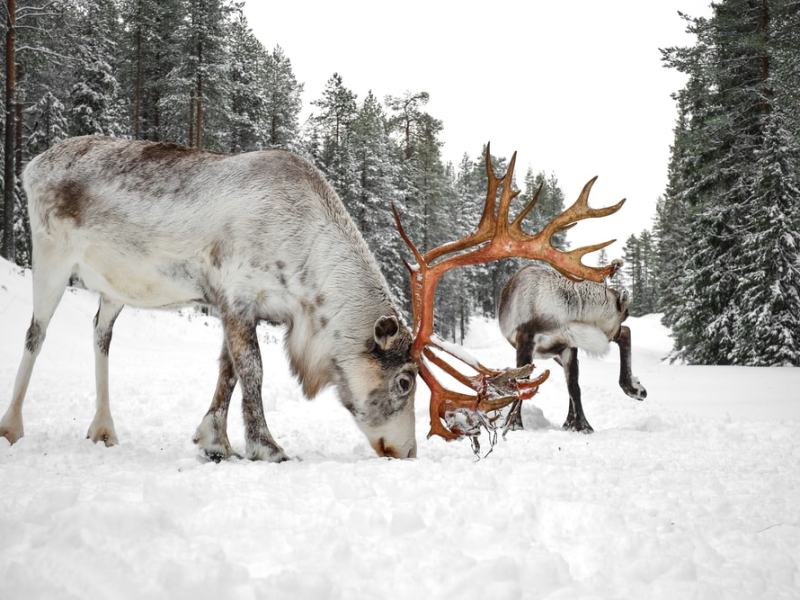 Pari yötä Sallassa