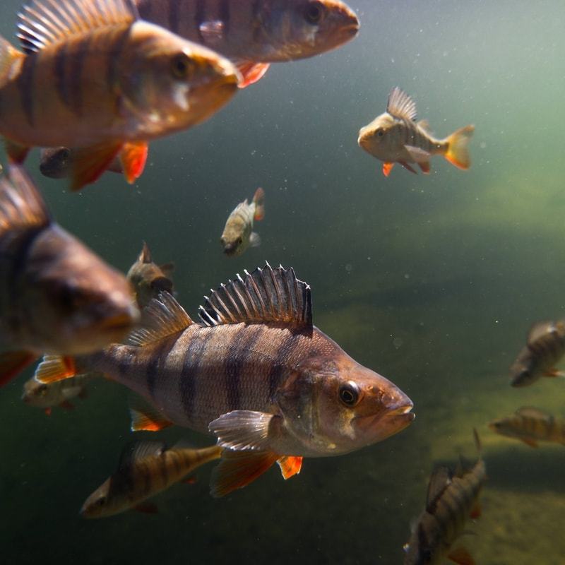 Huosilammen Ahvenkuningas, Hossa