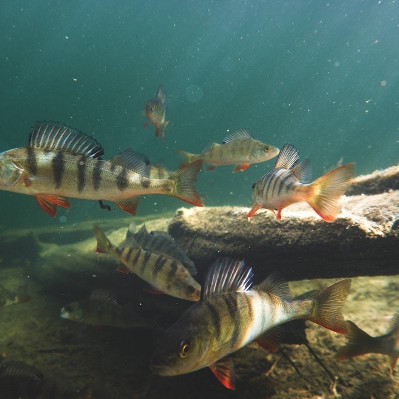 Huosilammen sydäntenmurskaajat, Hossa