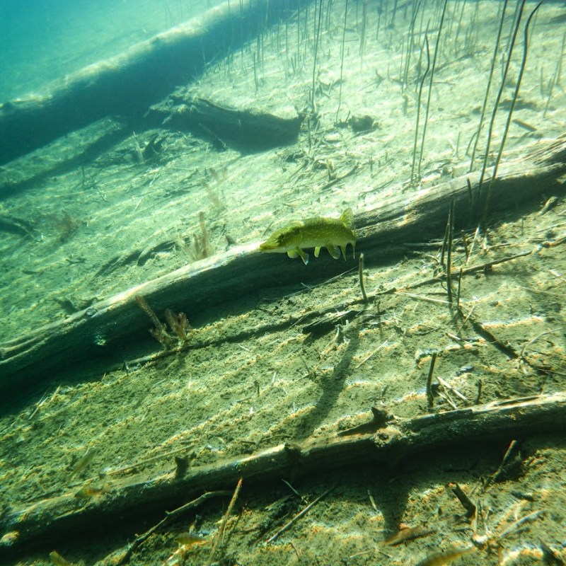 Öllöri & upea hetki hauen kanssa,&nbsp;Hossa