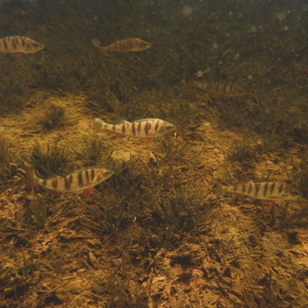 Ilta Syväjärvellä, Kittilä