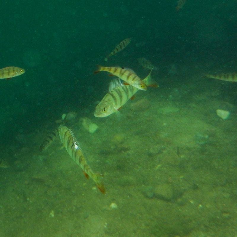 Nummijärven ahvenet, Salo