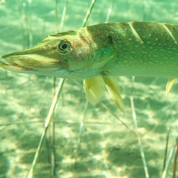 Keski-Valkeainen ja kaunis kohtaaminen hauen kanssa,&nbsp;Hossa
