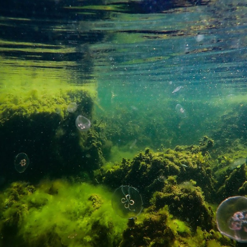 Kurkistus Itämereen Kökarissa&nbsp;(2019)