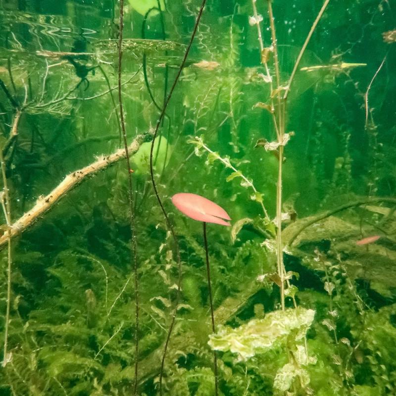 Paluu Kuopion Valkeiseen