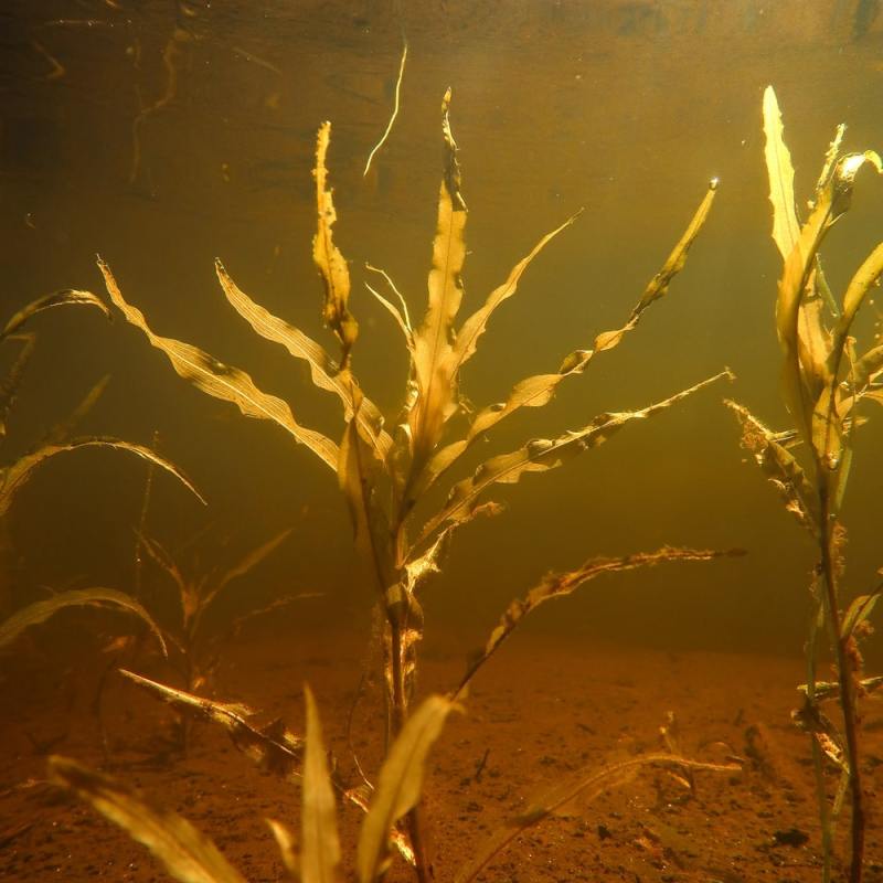 Kasveja ihailemassa Ounasjoella