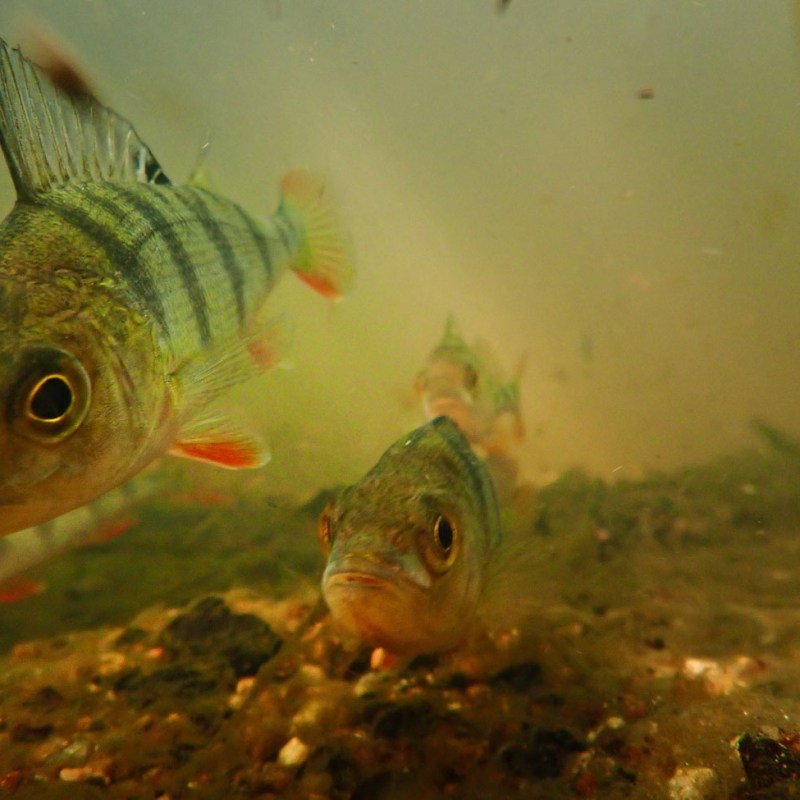 Ahvenjoen ahvenet, Sodankylä