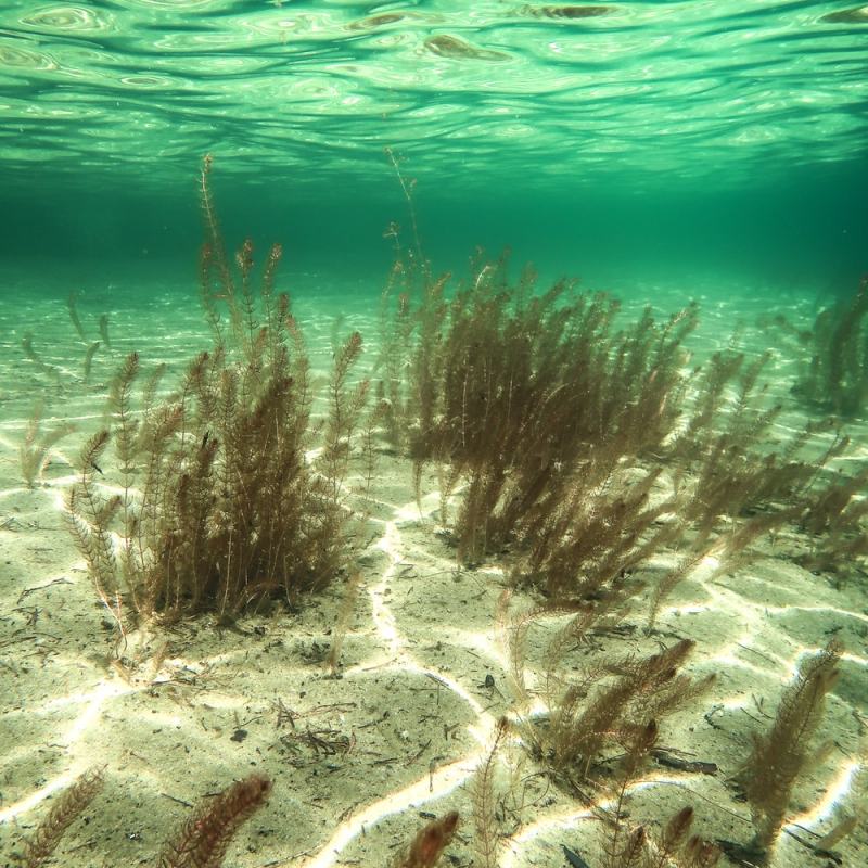 Umpi-Valkeainen, Hossa