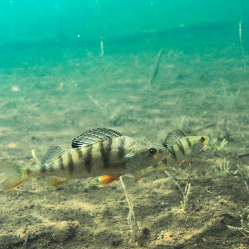 Snorklauskauden avaus Iso-Valkeella