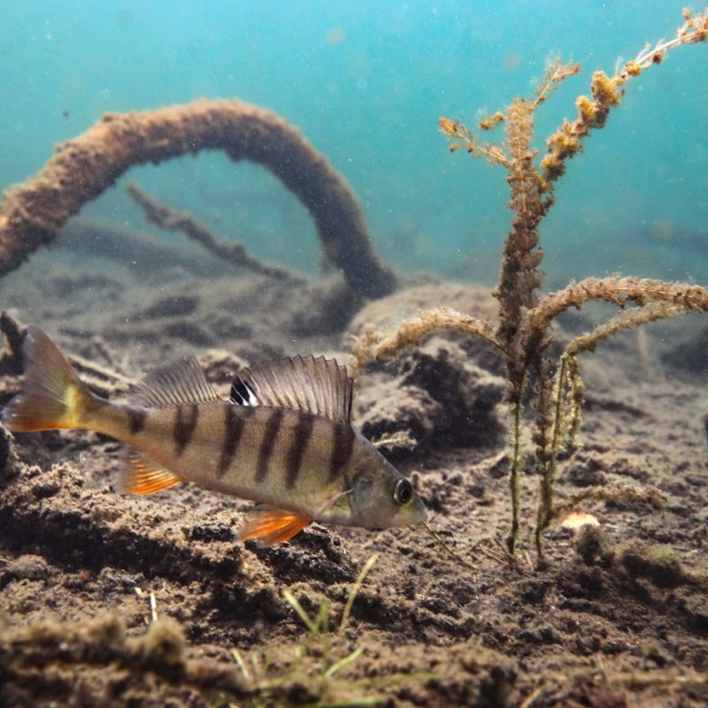 Vähä-Melkutin, Loppi (ja Pikku-Valkee,&nbsp;Somero)