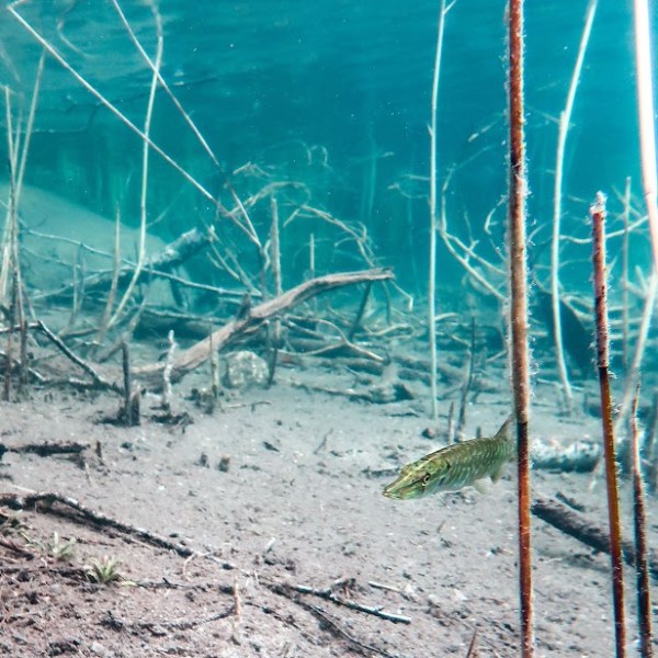 Valkiajärven kalalapsia, Kitee