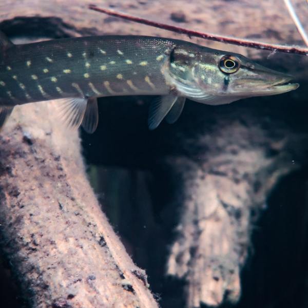 Alkusyksyn retki ja ujo hauki Iso-Melkuttimella