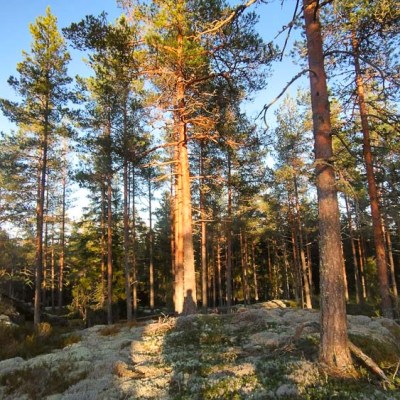 Iltaretki Kuvastusmäelle