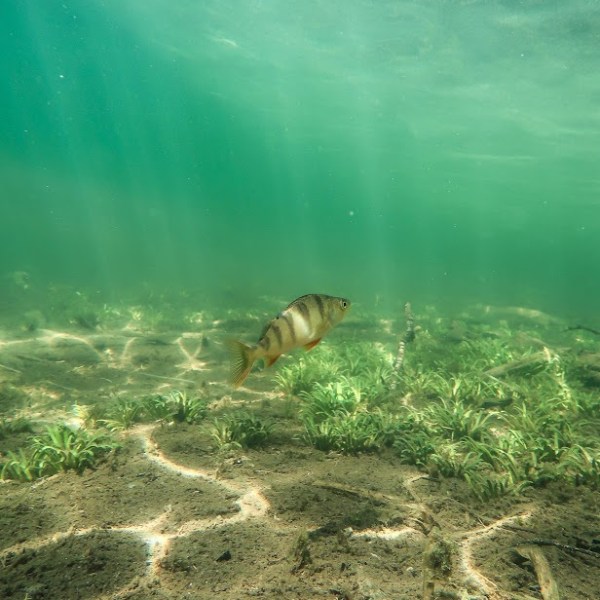 Kesän ensimmäinen snorklausretki