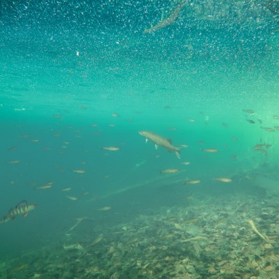 Iso-Melkutin & kesän ensimmäinen&nbsp;hauki